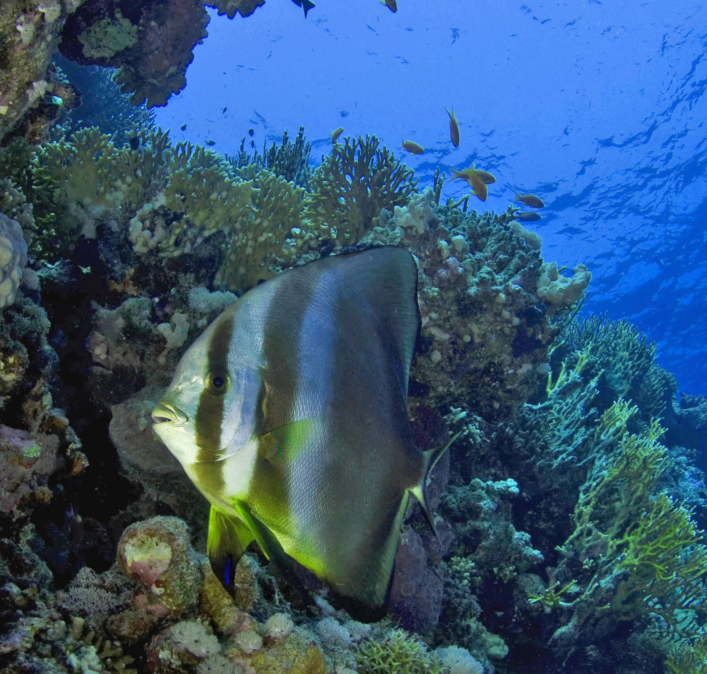 Image of Orbicular batfish