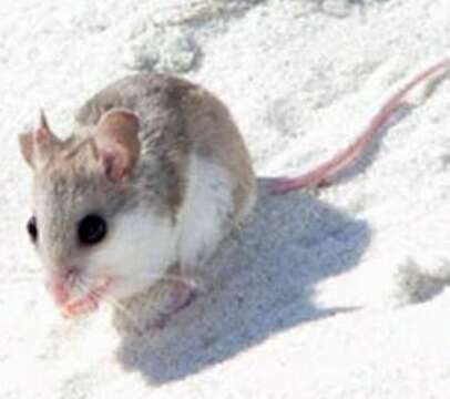 Image of Beach Mouse