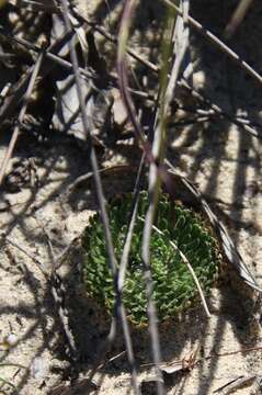 Image of Stylidium hispidum Lindley