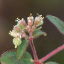 Euphorbia lasiocarpa Klotzsch的圖片