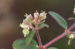 Euphorbia lasiocarpa Klotzsch的圖片