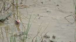 Image of Fiddler Crab