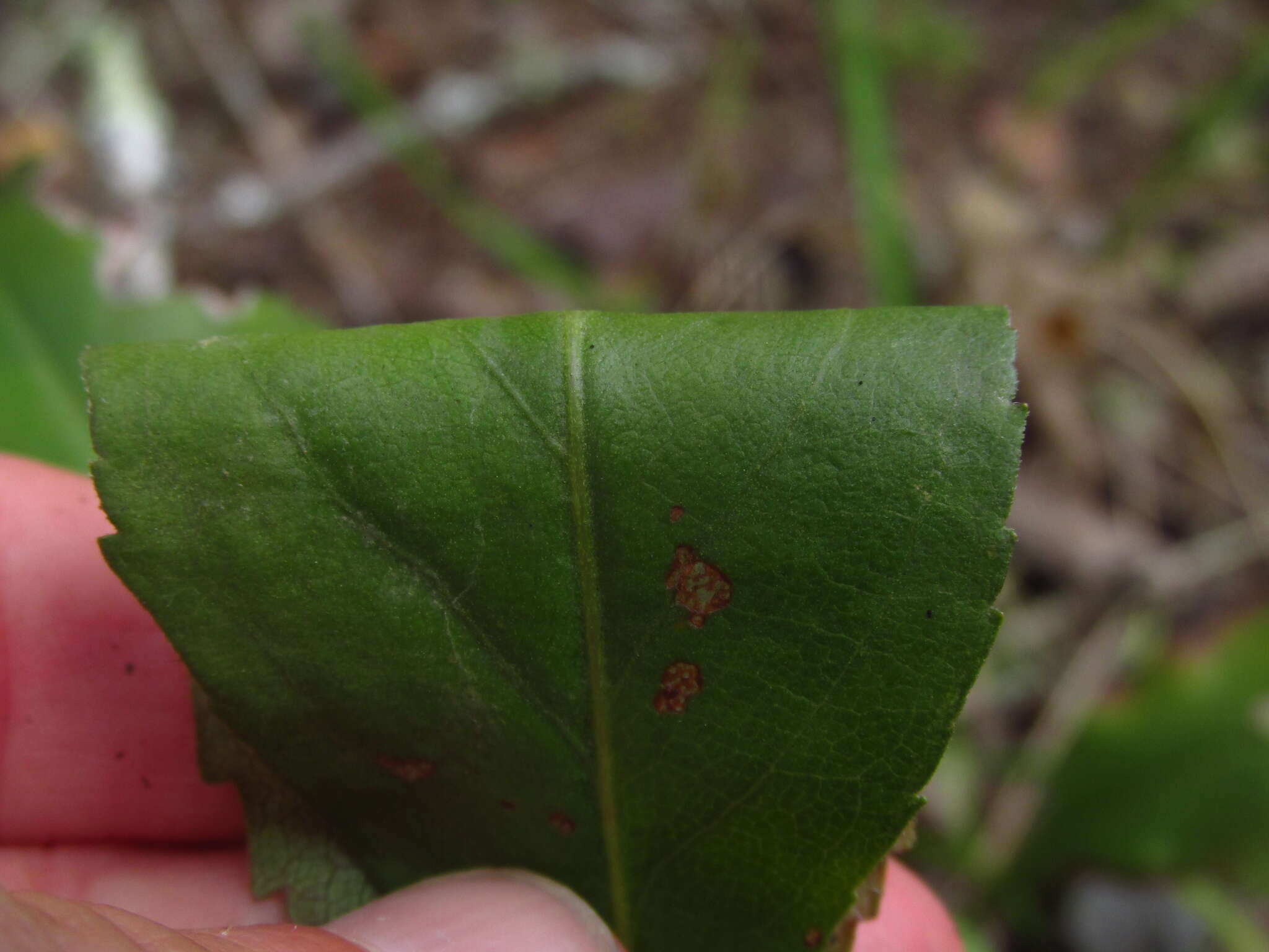 Image of Solidago speciosa subsp. speciosa