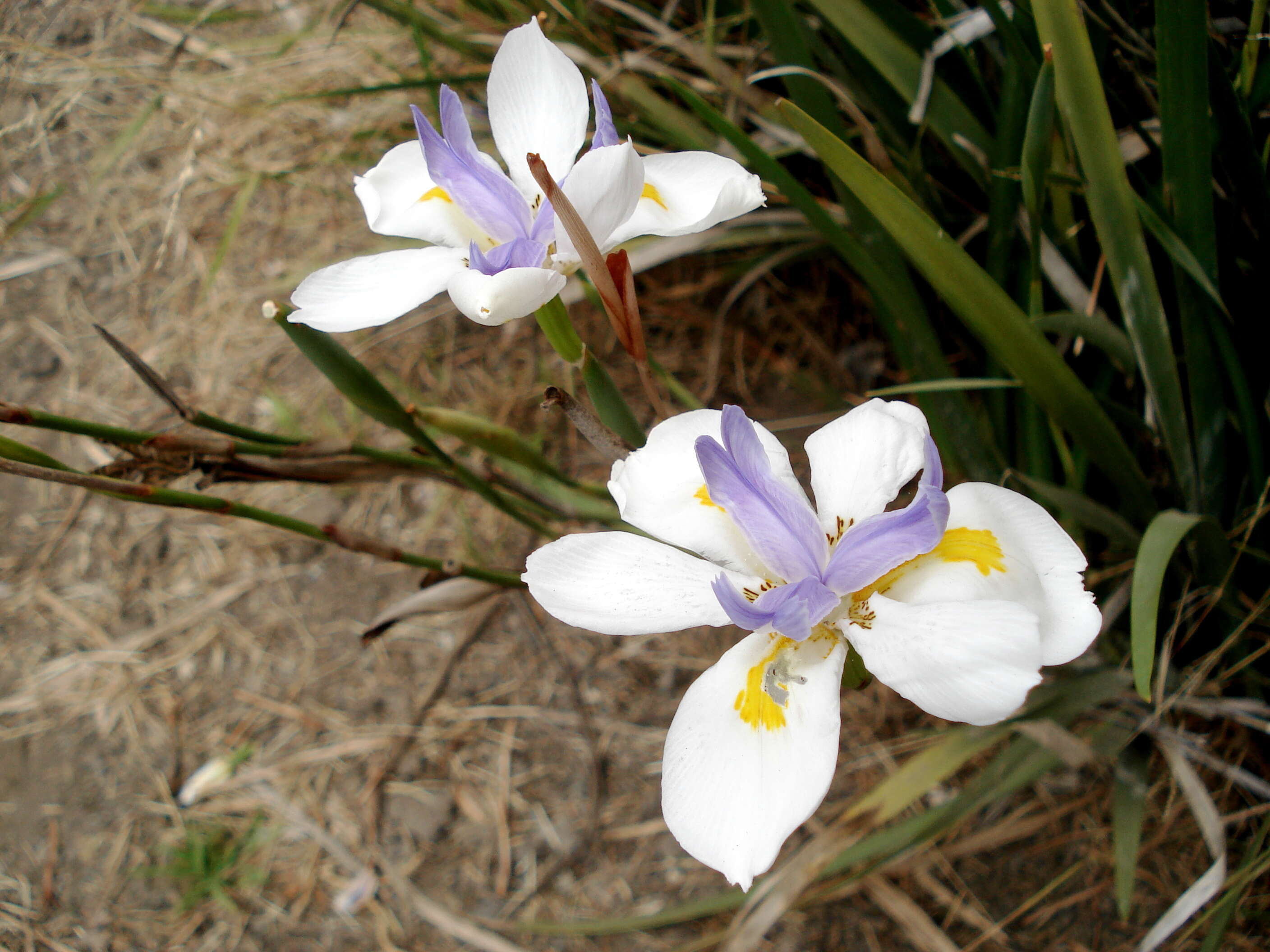 Image of Wild iris