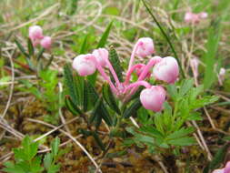 Image of bog rosemary