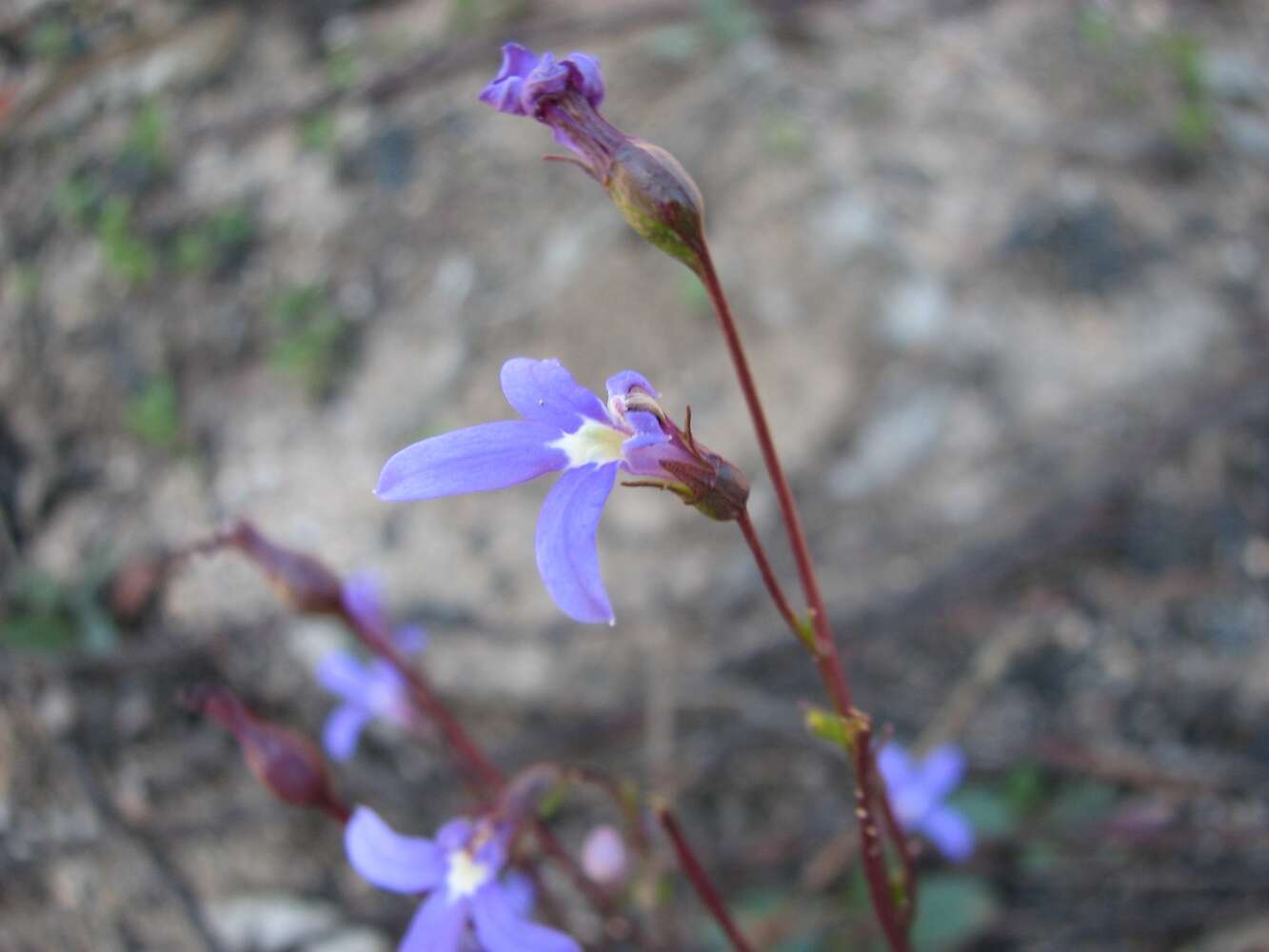 Image of Lobelia rhombifolia de Vriese