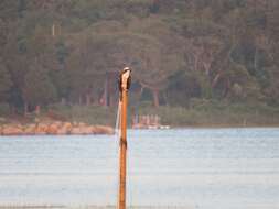 Image of Pandion haliaetus carolinensis (Gmelin & JF 1788)