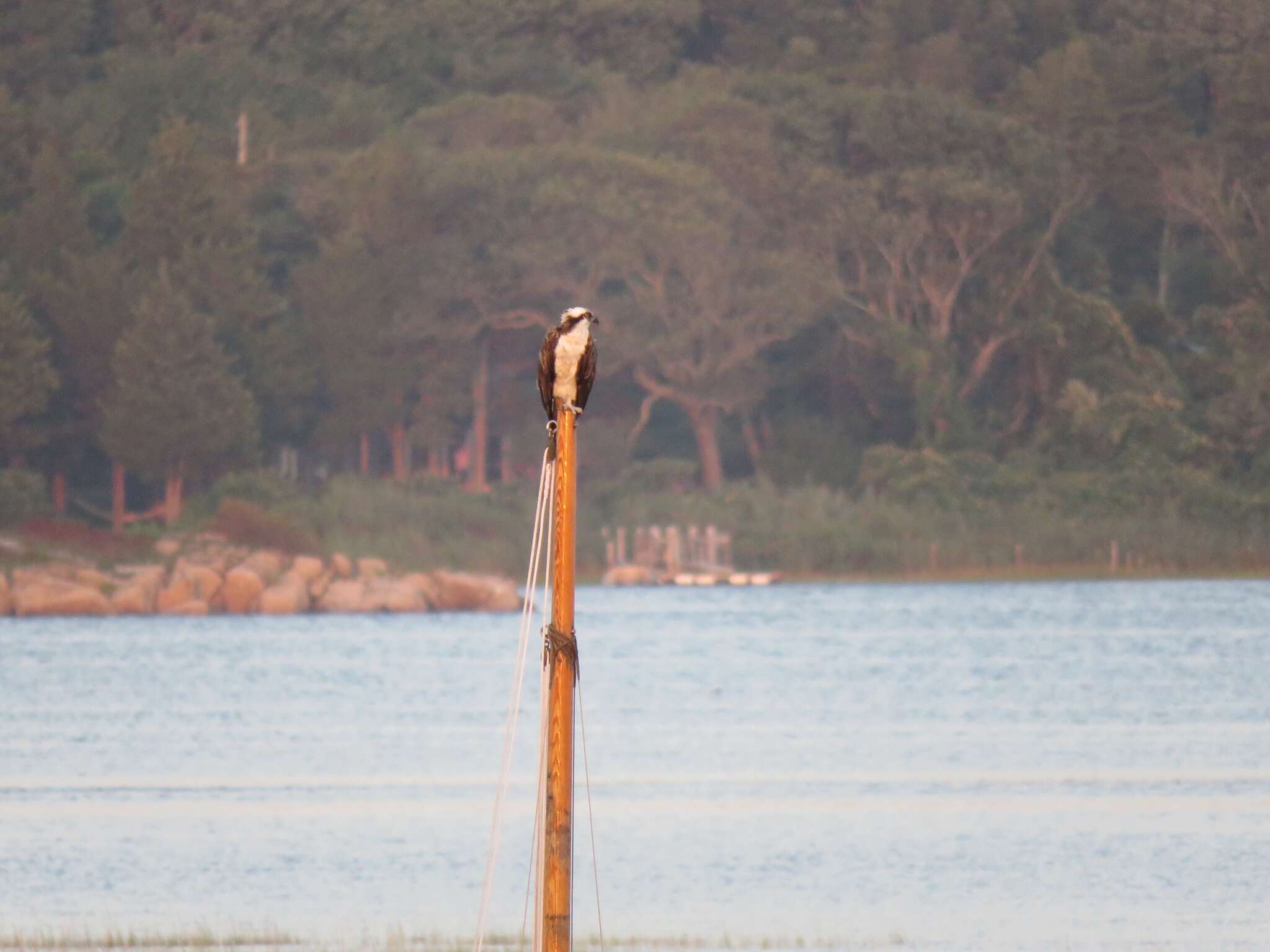 Слика од Pandion haliaetus carolinensis (Gmelin & JF 1788)