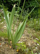 Image of Lily Leek