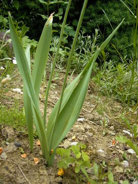 Image of Lily Leek