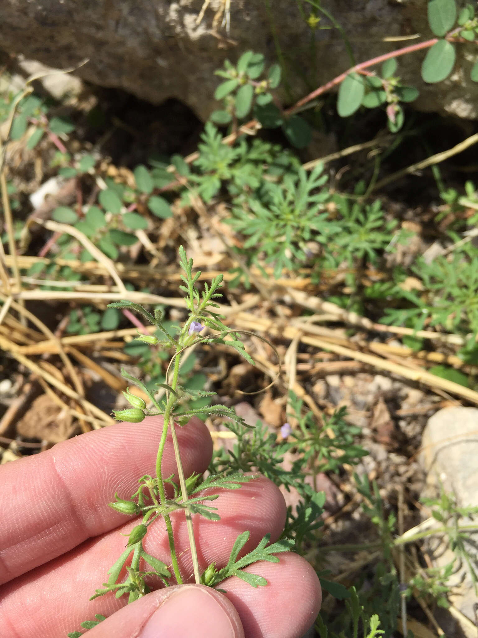 Image of Narrow-Leaf Paleseed