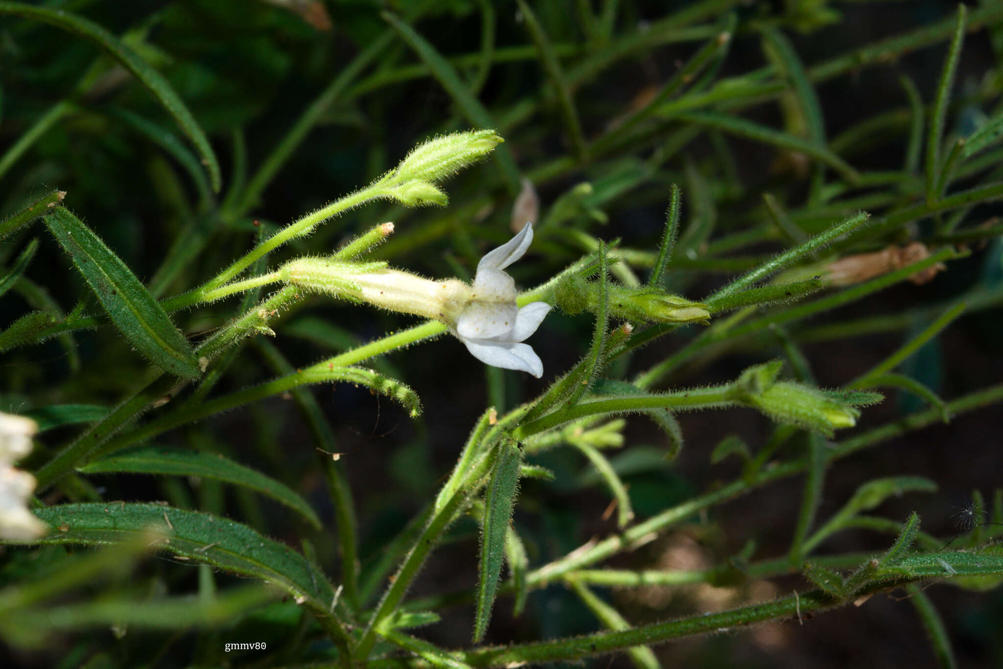 Image of Nicotiana bonariensis Lehm.