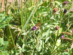 Image of lesser knapweed