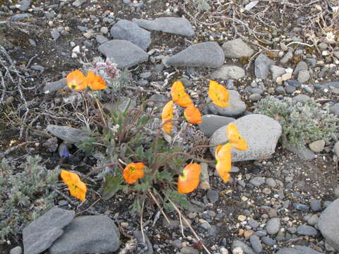 Image of Papaver schamurinii V. V. Petrovskii