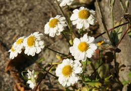 Image of feverfew