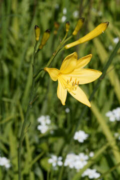 Image of lemon day-lily