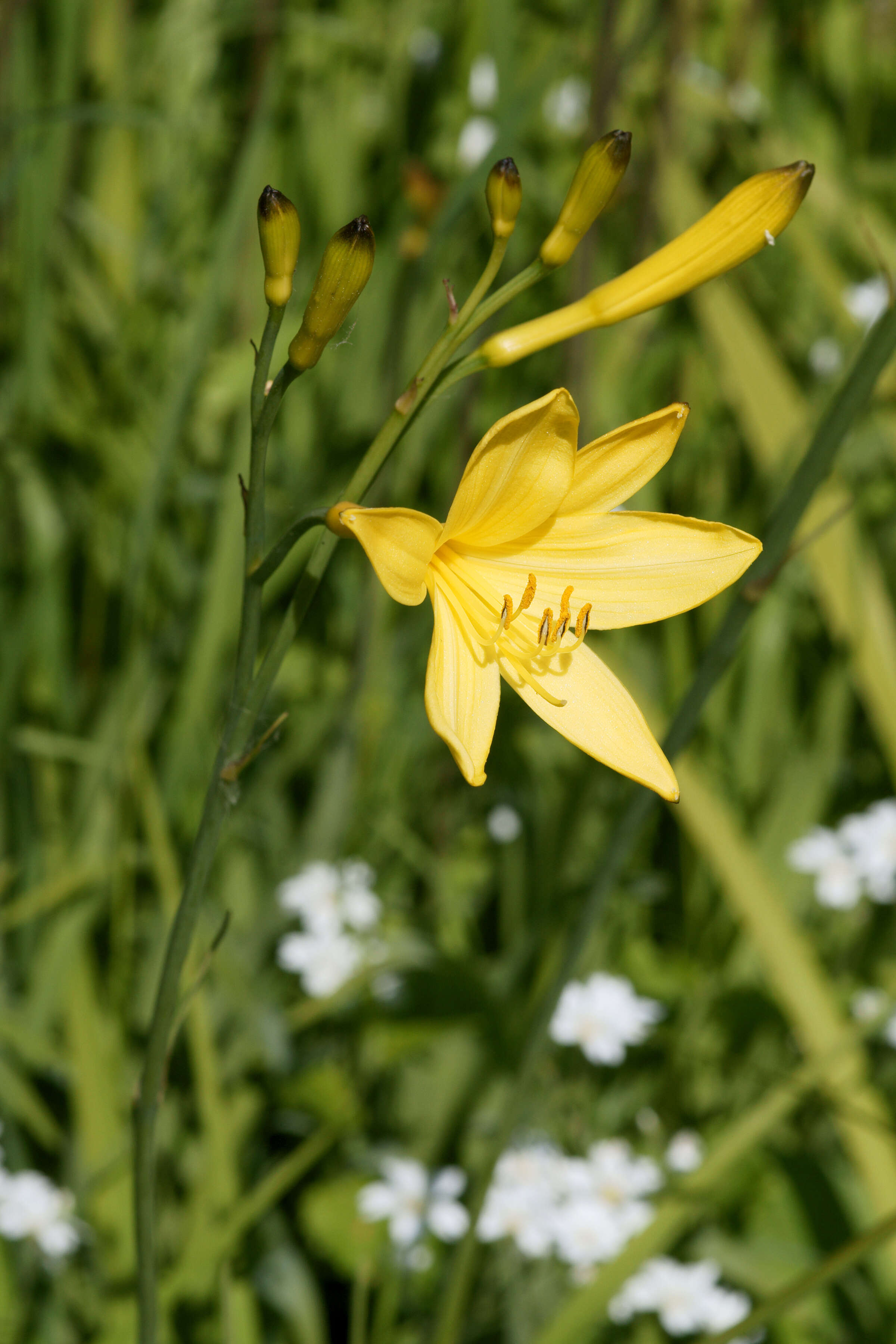 Imagem de Hemerocallis lilioasphodelus L.