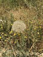 Image of Tragopogon coelesyriacus Boiss.