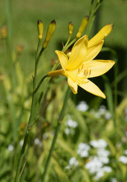 Imagem de Hemerocallis lilioasphodelus L.