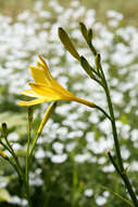 Imagem de Hemerocallis lilioasphodelus L.