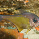 Imagem de Pempheris affinis McCulloch 1911