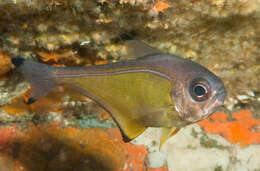 Imagem de Pempheris affinis McCulloch 1911