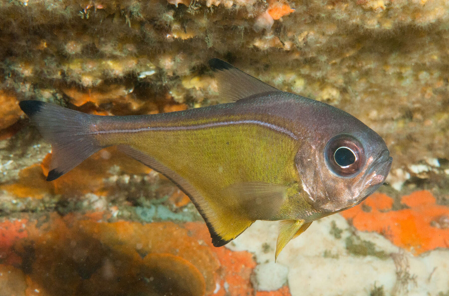 Imagem de Pempheris affinis McCulloch 1911