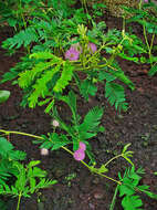 Image of Sensitive Plant