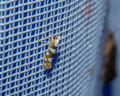 Image of Argyresthia brockeella Hübner 1805