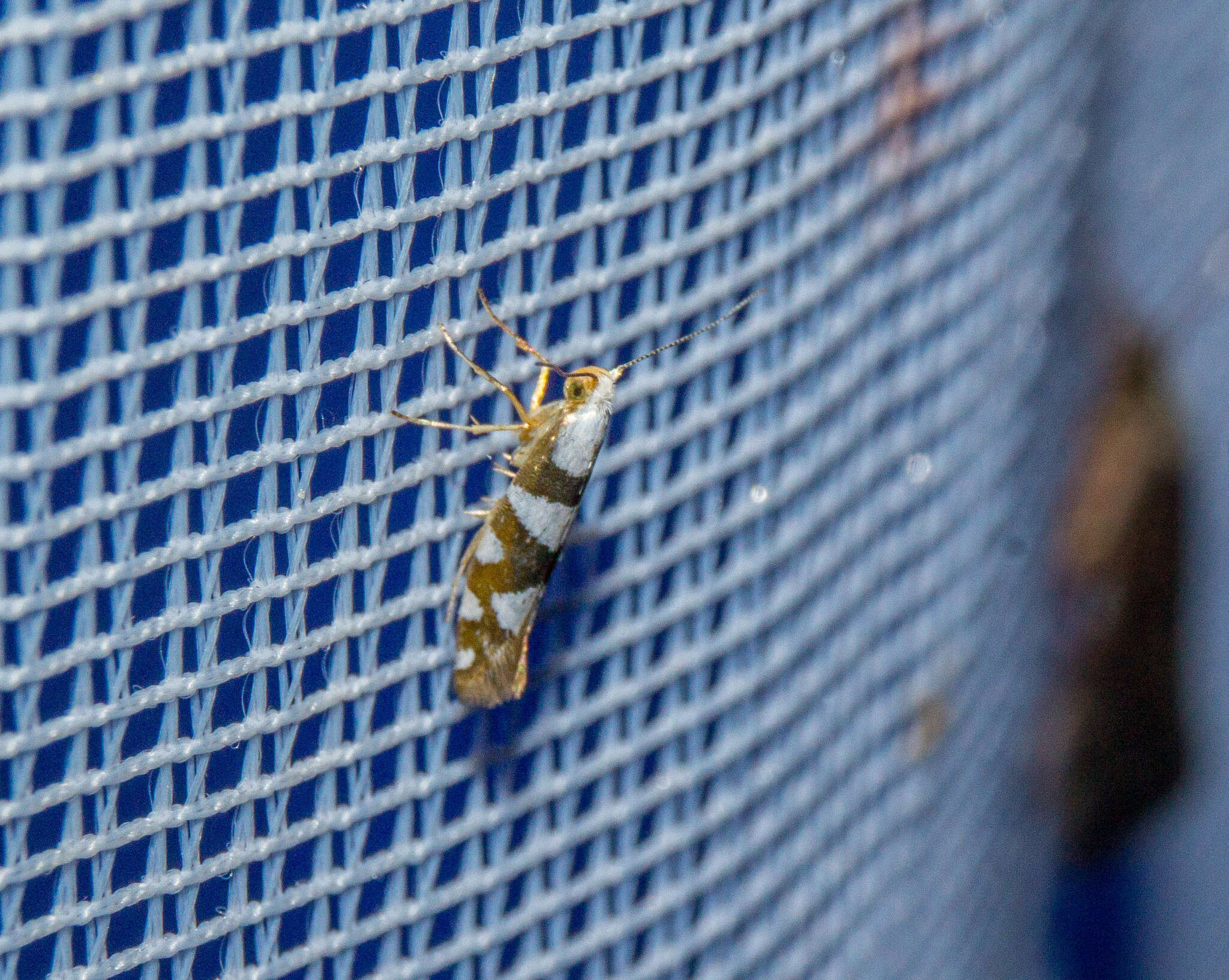 Image of Argyresthia brockeella Hübner 1805