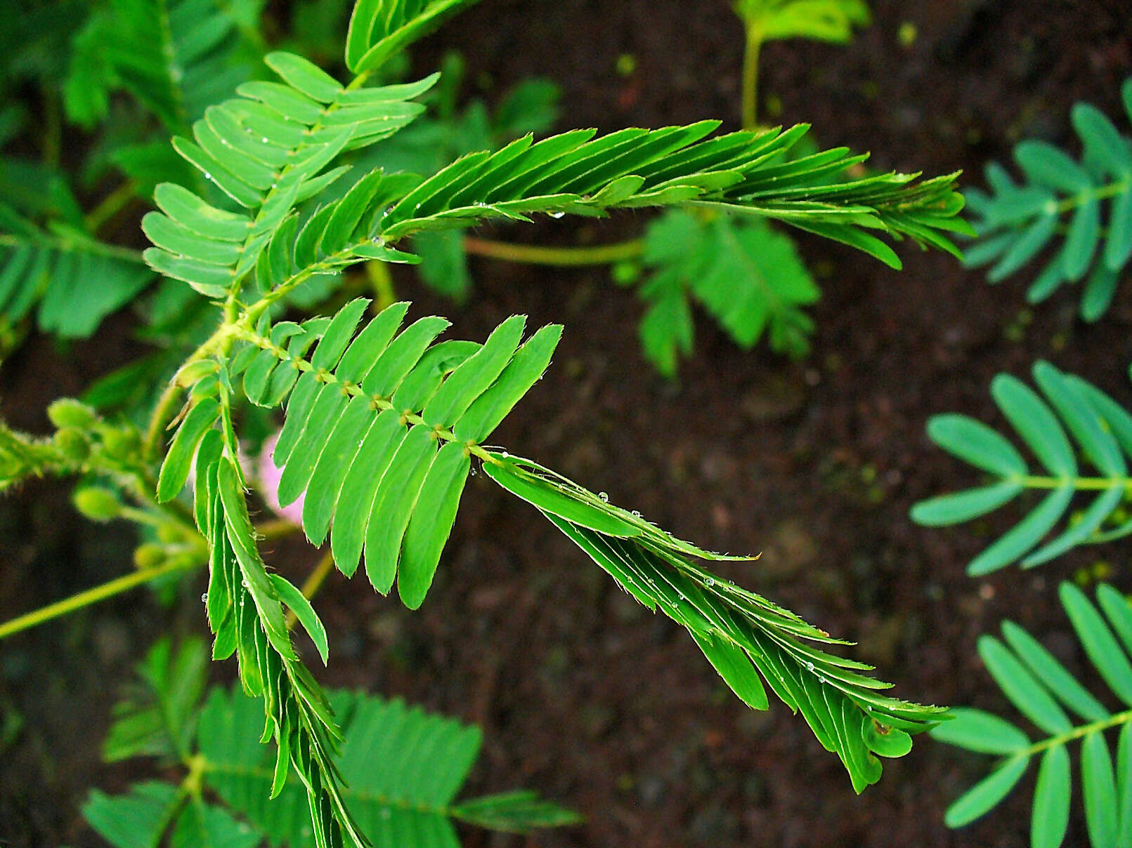 Image of Sensitive Plant