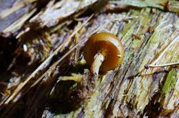 Image of Galerina marginata (Batsch) Kühner 1935