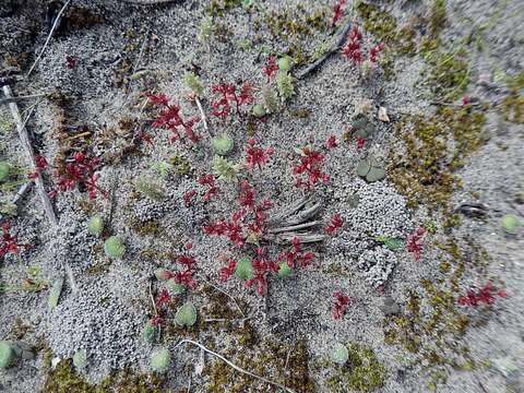 Image of Crassula thunbergiana Roem. & Schult.