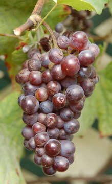 Image of wine grape