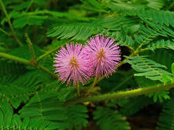 Image of Sensitive Plant