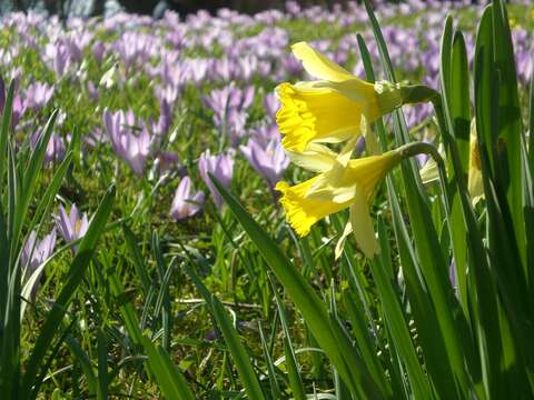 Image of daffodil