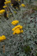 Image of Helichrysum montanum DC.