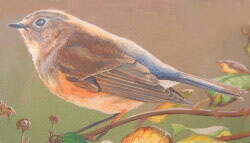 Image of Orange-flanked Bush-Robin