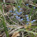 Image of Conospermum caeruleum R. Br.