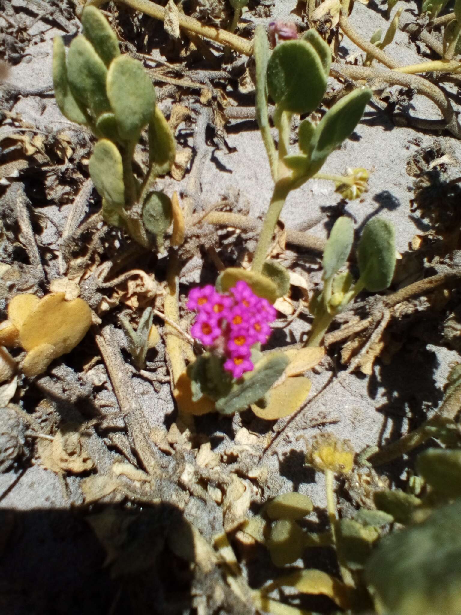 Image of Abronia maritima subsp. maritima