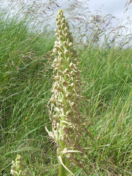 Image of Lizard orchid