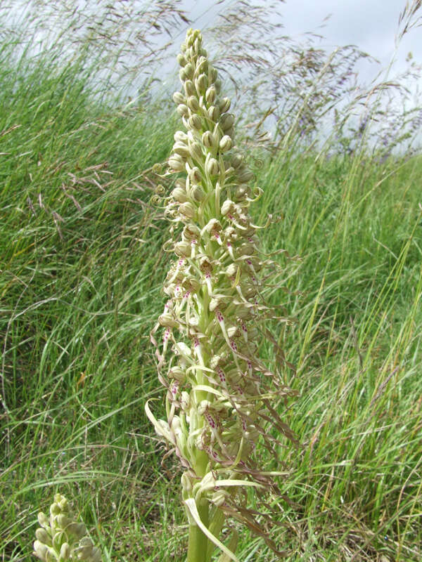 Himantoglossum hircinum (L.) Spreng. resmi