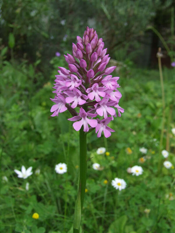 صورة Anacamptis pyramidalis (L.) Rich.