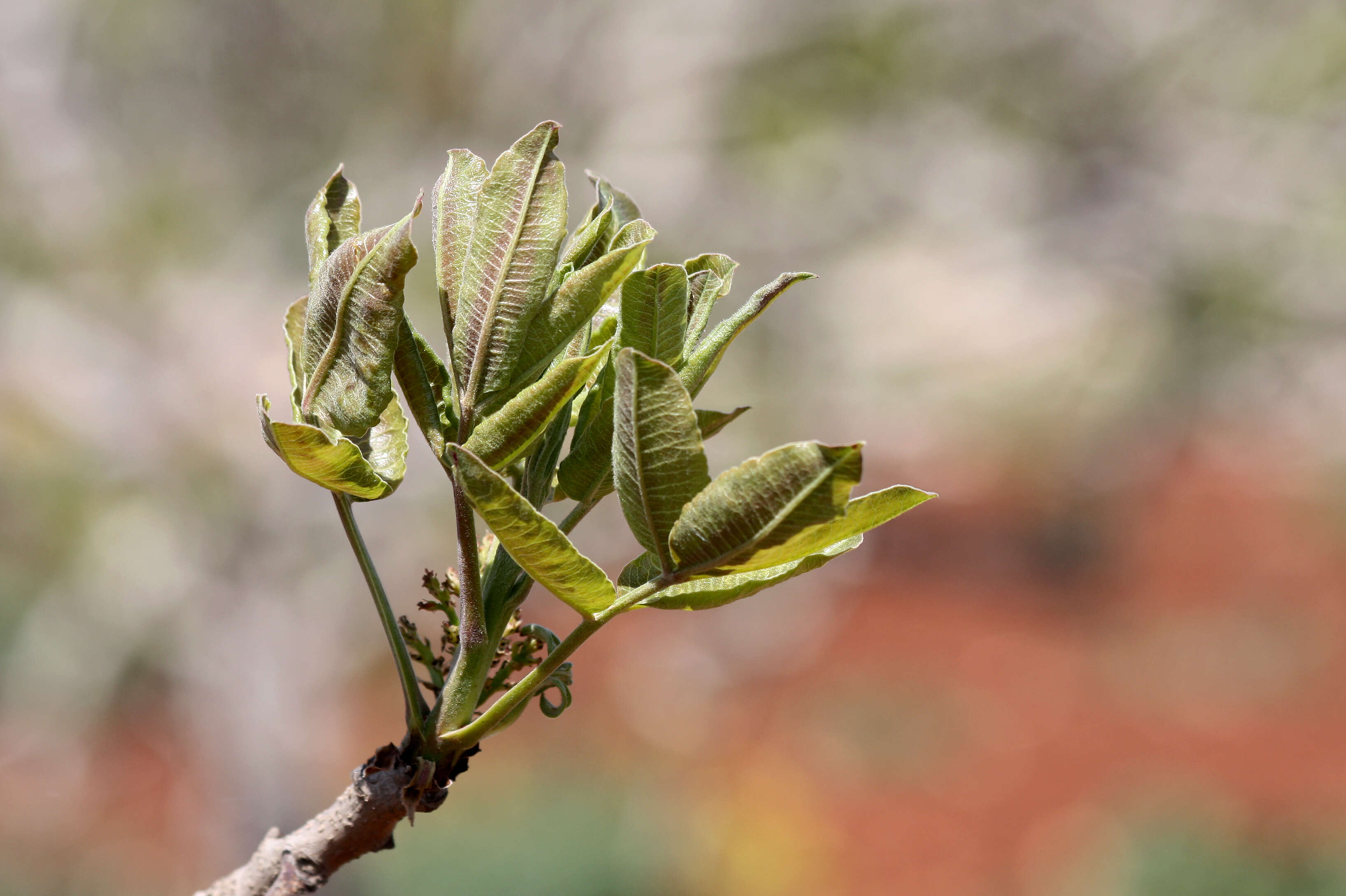 Plancia ëd Pistacia vera L.