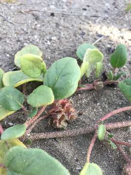 Image of pink sand verbena