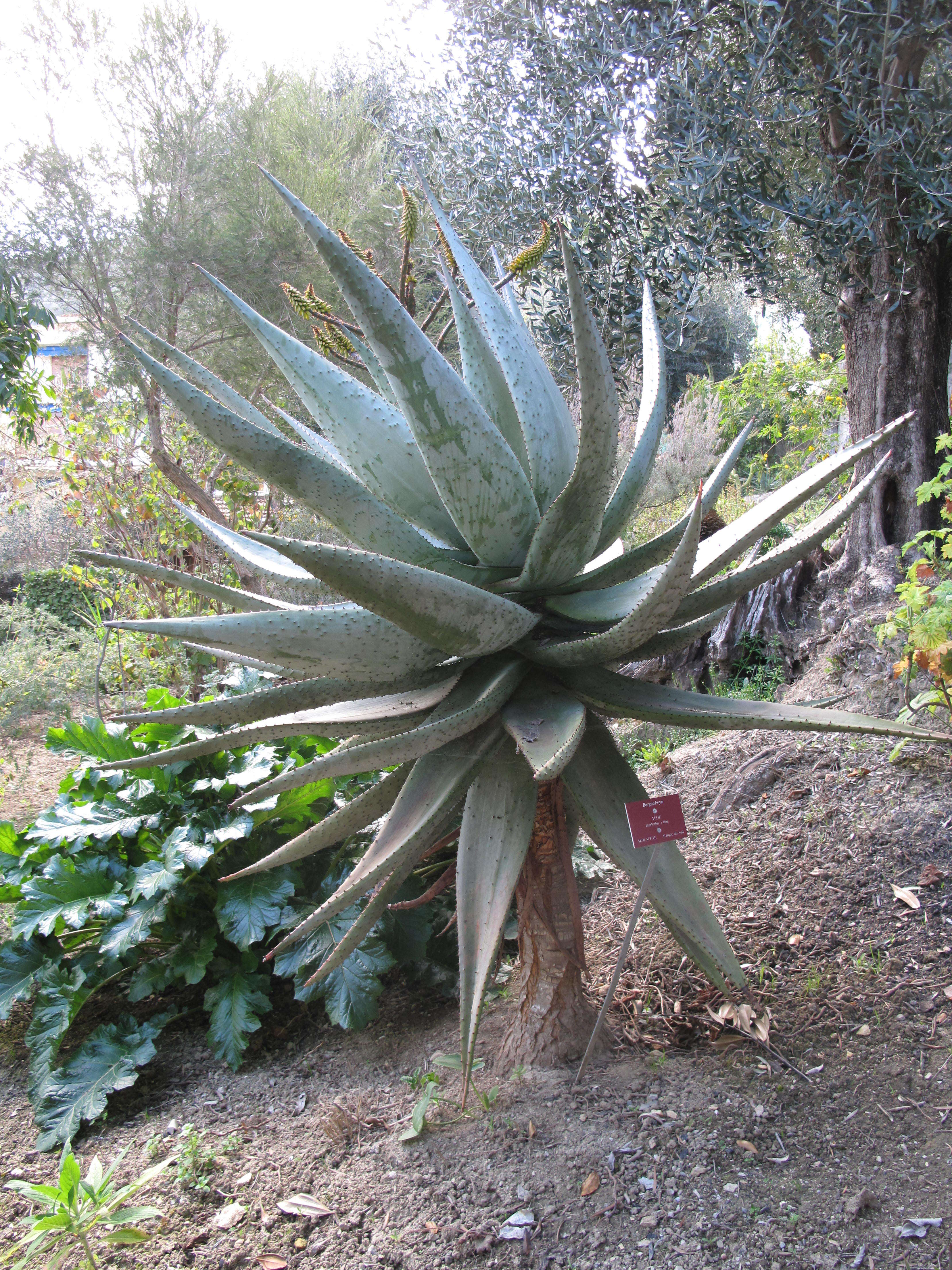 Image of Mountain aloe