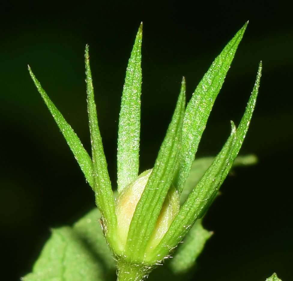 Image of Hibiscus colimensis P. A. Fryxell