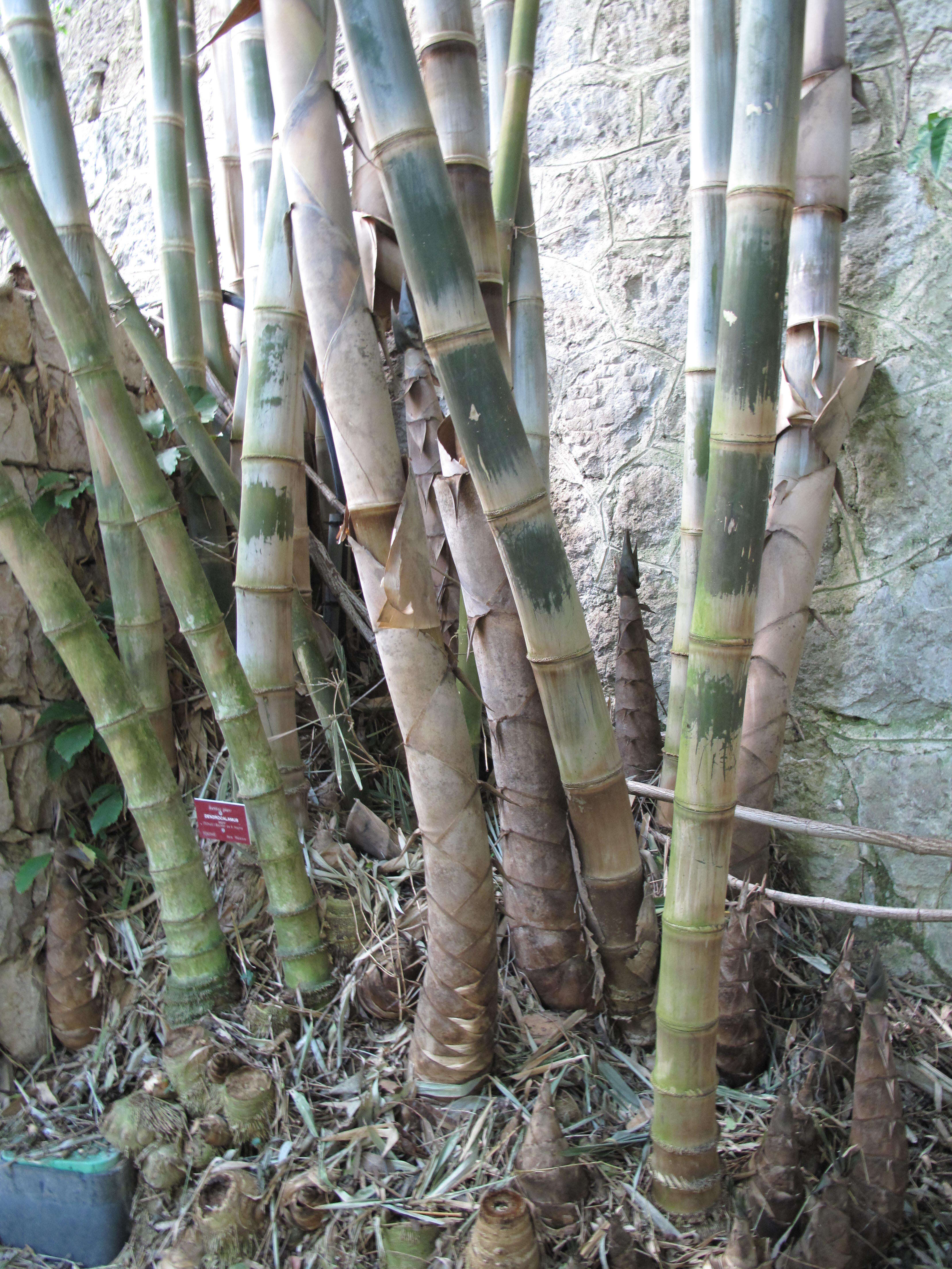 Image of giant bamboo