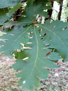 Image of Hungarian Oak