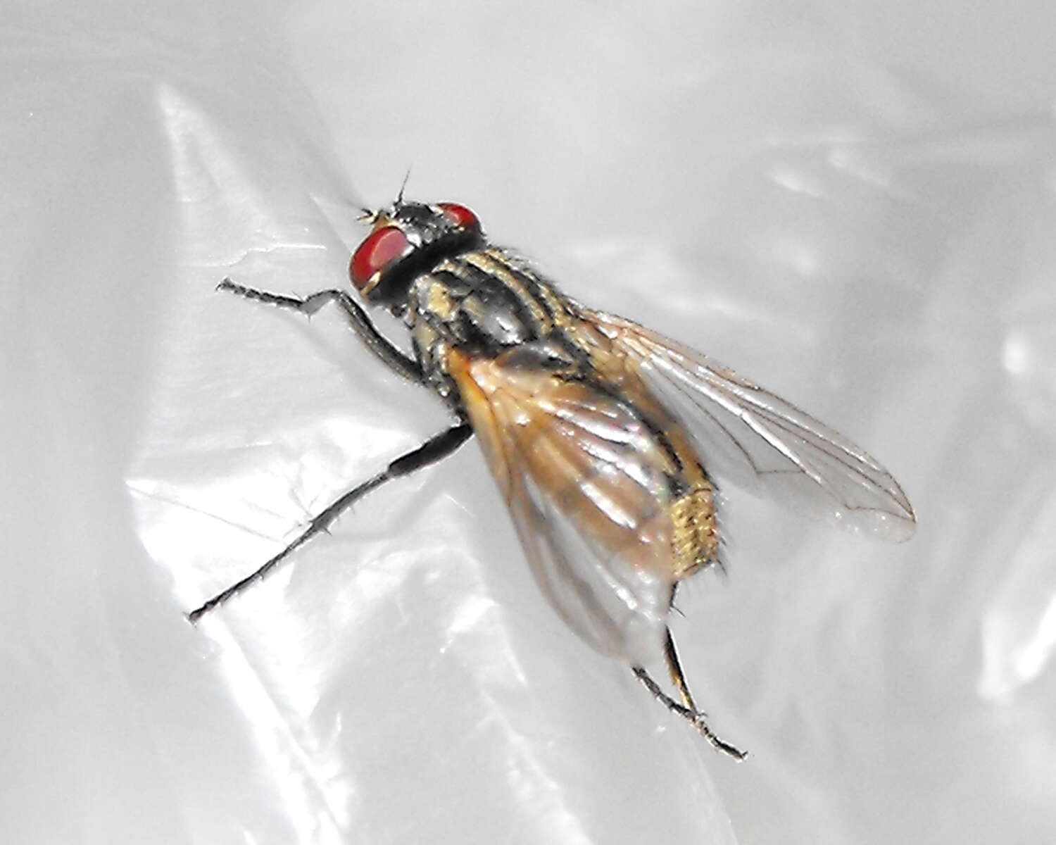 Image of house fly